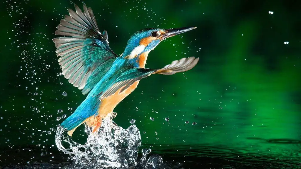 Burung Eksotis Burung-burung eksotis dengan warna-warna yang menawan